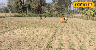 अब गरमा टमाटर की बुआई करना शुरू कर चुके हैं. दरअसल, मनीष कुमार पिछले 12 साल से शिमला मिर्च, खीरे और टमाटर की खेती करते आए हैं, जिससे उनको बहुत बढ़िया मुनाफा मिला है. इन्हीं वजहों से एक बार फिर से वो गरमा टमाटर की खेती की है. मनीष कुमार जिले के मखदुमपुर प्रखंड स्थित कतरासीन गांव के रहने वाले हैं. 