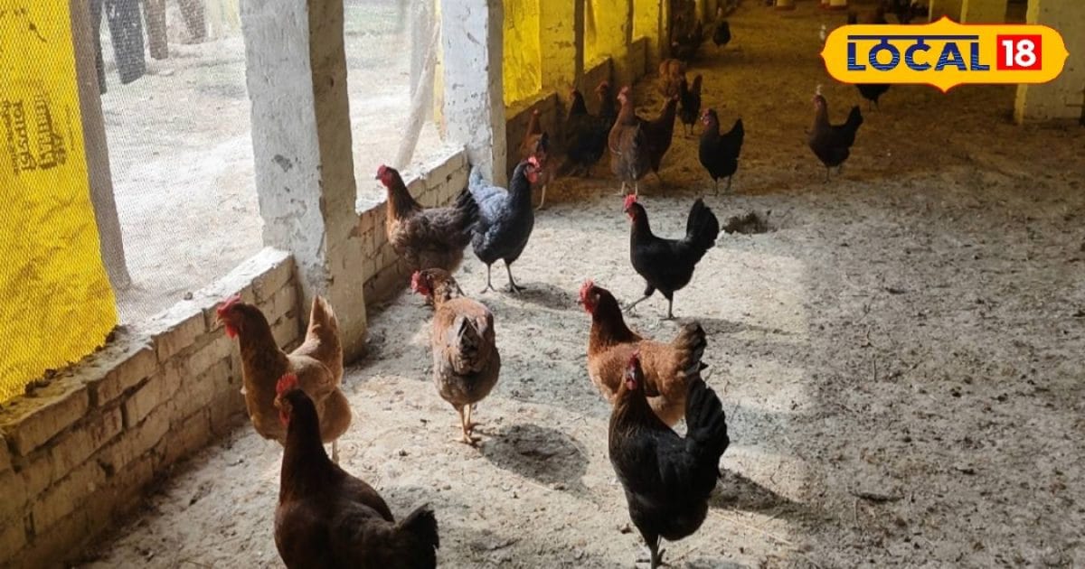 कम लागत, ज्यादा मुनाफा, सोनाली नस्ल की मुर्गियों से किसान की बढ़ी आमदनी