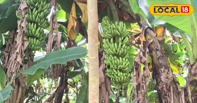 किसान रविन्द्र सिंह ने लोकल 18 से बातचीत में बताया कि वह अपनी 2.5 एकड़ जमीन पर केला की खेती कर रहे हैं. जहां केले की खेती में कम लागत लगती है और मुनाफा अधिक होता है. किसान ने बताया कि इस समय केले की कीमत मार्केट में ₹40 से लेकर ₹60 प्रति दर्जन है. 