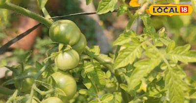 रांची के जाने-माने गार्डन एक्सपर्ट प्रशांत बताते हैं कि आप घर पर जो भी सब्जी उगाना चाहते हैं, भले वो कितनी भी कठिनाई से उगती हो पर कुछ बातों का ध्यान रखेंगे तो आराम से कर पाएंगे. किसी कीटनाशक की जरूरत नहीं पड़ेगी, ना ही खास तामझाम की. इसके लिए आपको सबसे पहले मिट्टी और खाद यह सब तैयार करना पड़ेगा. क्योंकि, कोई भी चीज उगाने के लिए मिट्टी और खाद सबसे ज्यादा जरूरी चीज होती है. अगर यह शत प्रतिशत बढ़िया है तो फिर आपकी फसल काफी अच्छी होगी.