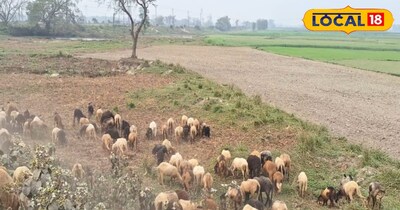 सुपौल जिले के छातापुर विधानसभा क्षेत्र के रहने वाले किसान शिवराम मंडल ने लोकल 18 से बातचीत में बताया कि भेड़ से जैकेट और कंबल बनाये जाते हैं. साथ ही इसकी खाल से गर्म कपड़े तैयार किए जाते हैं. उन्होंने यह भी बताया कि भेड़ से निकलने वाला जैविक उर्वरक 8 से 10 रुपये प्रति किलो बिकता है, जिससे रोजाना 350 से 500 रुपये तक की कमाई हो जाती है. उन्होंने कहा कि अभी वे दो-तीन नस्ल की भेड़ पालते हैं, जिनमें एक देसी गुजरी नस्ल है और इसके अलावा गद्दी और मगरा नस्ल की भेड़ भी शामिल है.