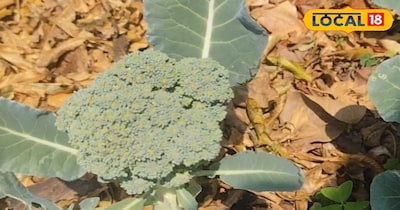 सिर्फ मिट्टी ही नहीं, इस एरिया में एक बार अगर आपने गोभी उगा लिया तो अगली बार भिंडी उगाइए. मतलब सब्जी भी बदल-बदल कर लगानी है. किचन वेस्ट आपको लेना है. अगर किचन वेस्ट नहीं हो तो कम से कम 10-15 दिन का जमा कर लें और उसमें थोड़ी मिट्टी मिला दें. यह बहुत अच्छी खाद बन जाती है. 