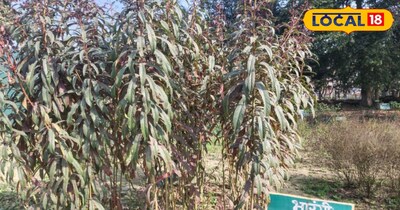 यह पौधा आमतौर पर जंगल या बगीचों के आसपास देखने को मिल जाता है, लेकिन बहुत कम लोगों को इसके गुणों की जानकारी होती है. भरंगी का पौधा करीब 10 से 12 फीट तक लंबा हो सकता है और इसमें बैंगनी रंग के फूल भी आते हैं. 