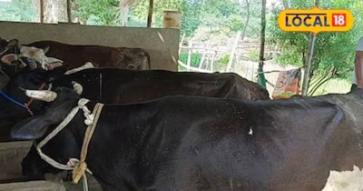 पर्मिला ने लोकल 18 से बताया कि वह सुबह नाश्ते में अपने गाय और भैंसों को दूधोरी देती हैं. ये गाय भैंस का बहुत ही पौष्टिक नाश्ता होता है, जो आपको बाजार में मिल जाएगा. उसे आपको गर्म पानी में अधिक गर्म नहीं, जितना बरदास हो पाए. उतने पानी में आपको आधे घंटे के लिए भीगा कर छोड़ देना है और फिर इसको नाश्ते में दे देना है. हफ्ते में कम से कम 3 दिन यह नाश्ते में वह इसे देती हैं.