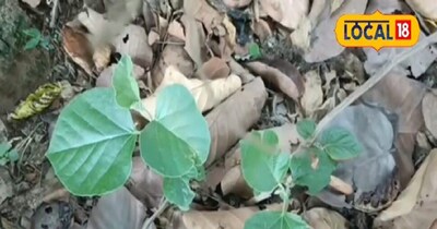 दहीमन का पौधा औषधीय गुणों से भरपूर है.