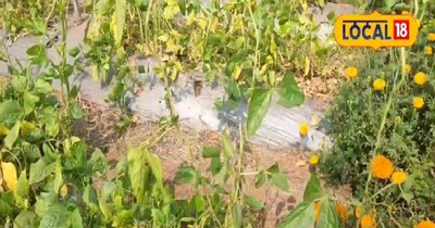 तेज गर्मी में फसलें मुरझाने लगती हैं.