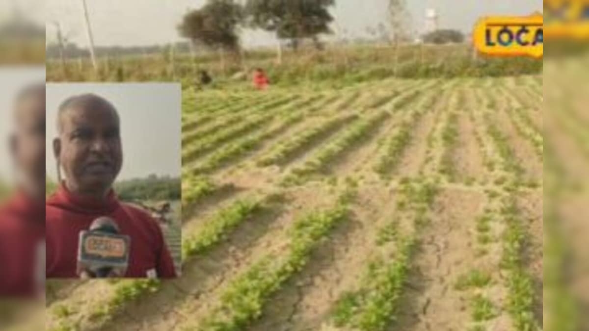 Video: अजब किसान का गजब आइडिया! मेढ़ पर पालक बीच में भिंडी, 25 दिन में पूरी लागत वसूल