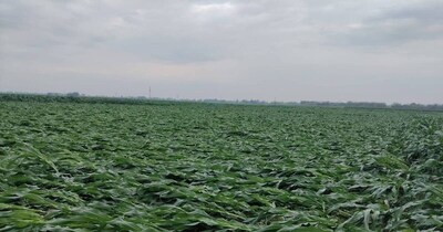 Bihar Crop Damage: Compensation Rules, Amounts, and Past Disbursements Revealed