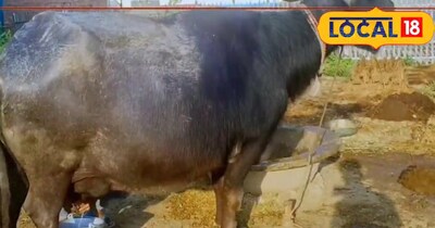 पशुपालन टिप्स.