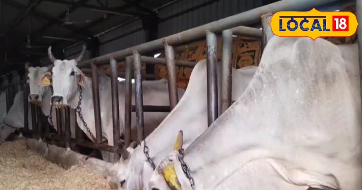 MP के एकमात्र गोकुल ग्राम से बाहर आया देसी इलाज, गाय-भैंस को अफरा चढ़े तो करें ये काम