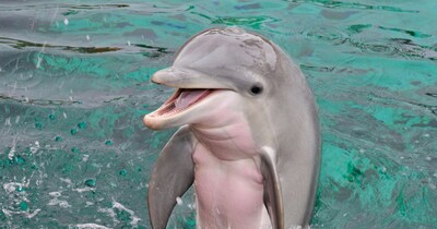 अविश्वसनीय! ये जीव कभी नहीं सोते, मरने पर ही बंद होती हैं इनकी आंखें.