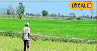 बालाघाट धान किसान परेशान. 