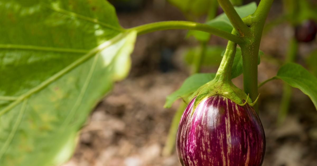 इन लोगों को भूलकर भी नहीं खाना चाहिए बैंगन, कई तरह की हो जाएंगी परेशानियां, जानें क्यों