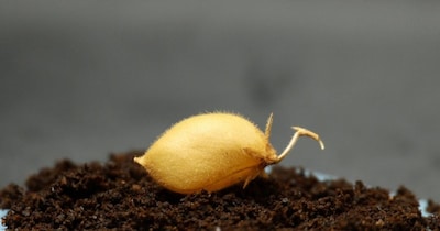 वैज्ञानिकों ने चांद जैसी मिट्टी में चना उगाया. (Image Credit: University of Texas Institute for Geophysics)