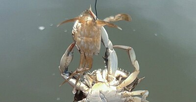 एक वयस्क नर ब्लू क्रैब, रस्सी से बंधे एक छोटे ब्लू क्रैब को खाने की कोशिश कर रहा है. (इमेज क्रेडिट : Fisheries Conservation Lab / Smithsonian Environmental Research Center)