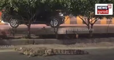 वडोदरा में एक ही दिन दो बार दिखे मगरमच्छ; वीडियो वायरल.