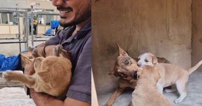 मां डॉगि ने फैक्ट्री में दिया जन्म(फोटो: Instagram-@rrsaindia)