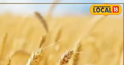 गेहूं कटाई टिप्स.