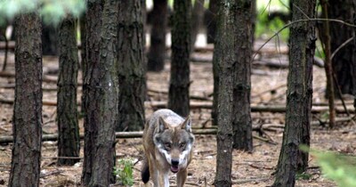 19वीं सदी में जर्मनी में भेड़ियों को खत्म घोषित कर दिया गया था, लेकिन पिछले साल देश में 200 से ज़्यादा भेड़िये थे. (फाइल फोटो: रॉयटर्स)