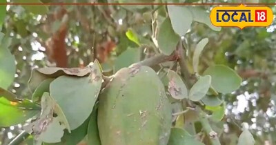 घोंट फल फायदे. 