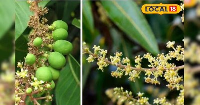 आम केयर टिप्स