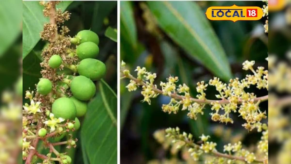 आम के पेड़ों पर स्केल इंसेक्ट का हमला, तुरंत करें बचाव, वरना घटेगा उत्पादन – News18 हिंदी