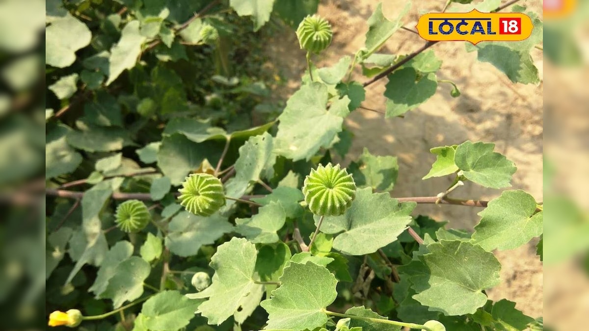 साधारण जड़ी-बूटी नहीं सेहत का खजाना है ये पौधा, पत्ते-फूल-बीज इन बीमारियों की करता है छुट्टी!