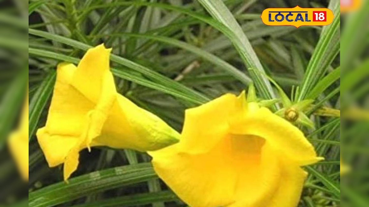 कई बीमारियों में फायदेमंद है ये साधारण सा फूल, स्किन और पीरियड में लाभकारी, उपयोग से पहले बरतें सावधानी