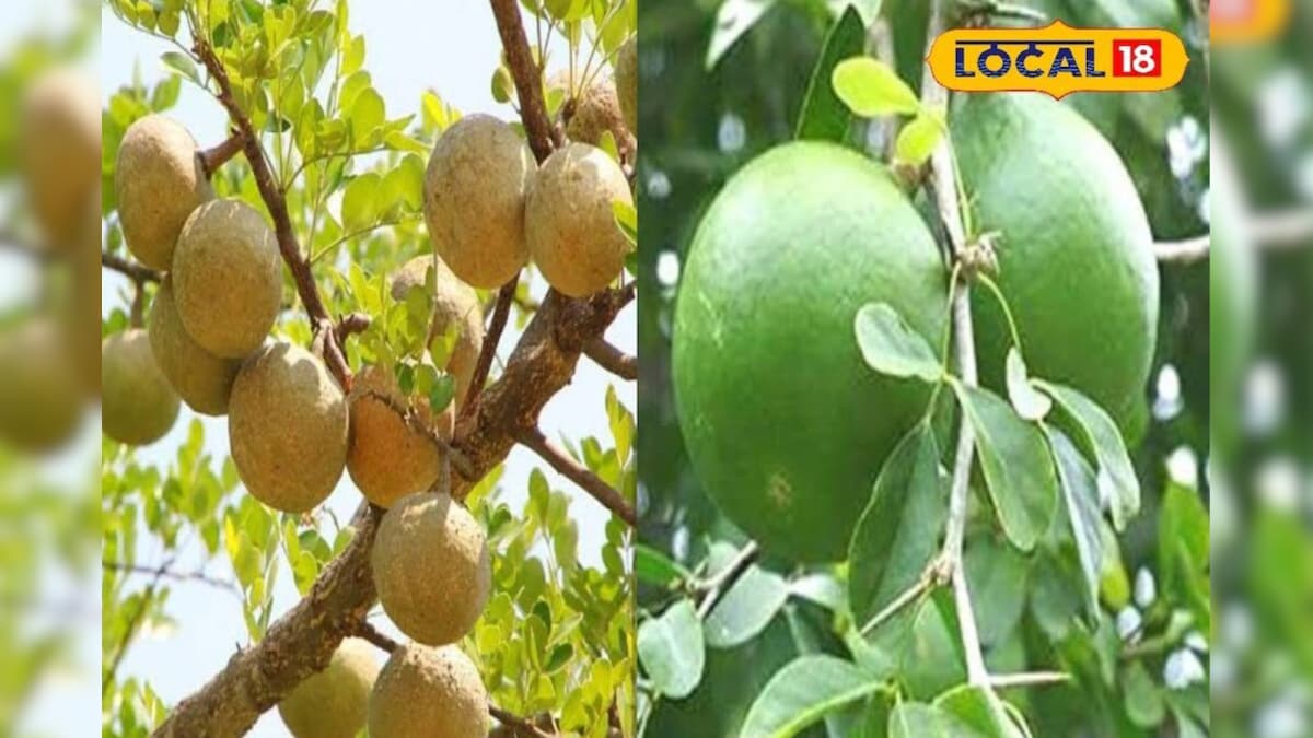 पेट के लिए रामबाण है कच्चा और पका बेल, अंदर की सारी समस्याएं होंगी छूमंतर