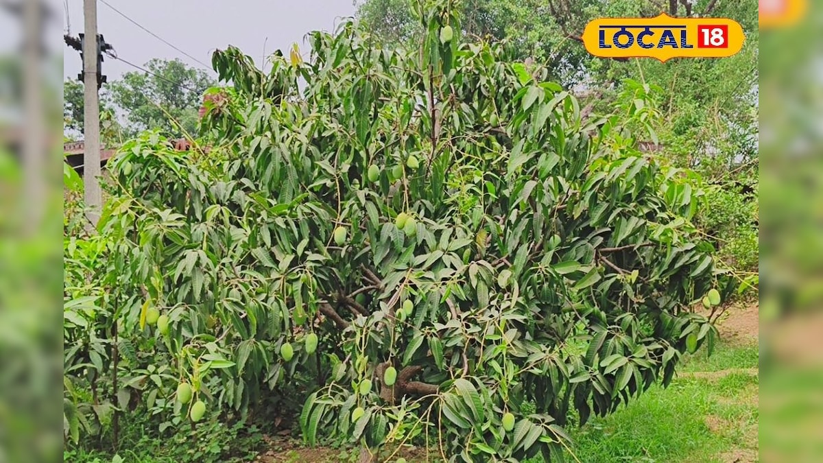 पारंपरिक खेती छोड़ शुरू की बागवानी, लगा दिया आम की 28 किस्में, सालाना हो रही 6 लाख कमाई