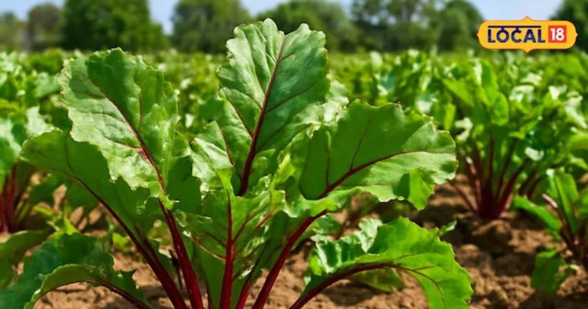 किसान ने की गाजर-चुकंदर की खेती