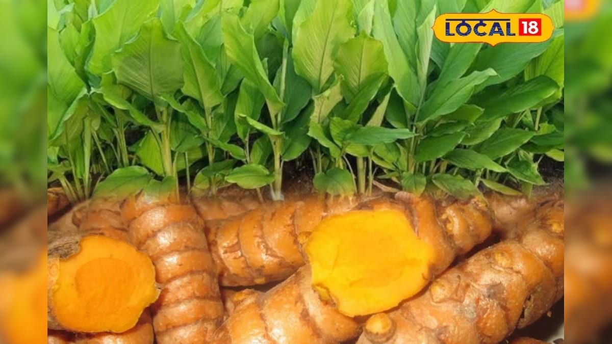 बेल के बाग में हल्दी की खेती, 15 कुंतल प्रति बीघा पैदावार, किसान की बढ़ गई आय – News18 हिंदी