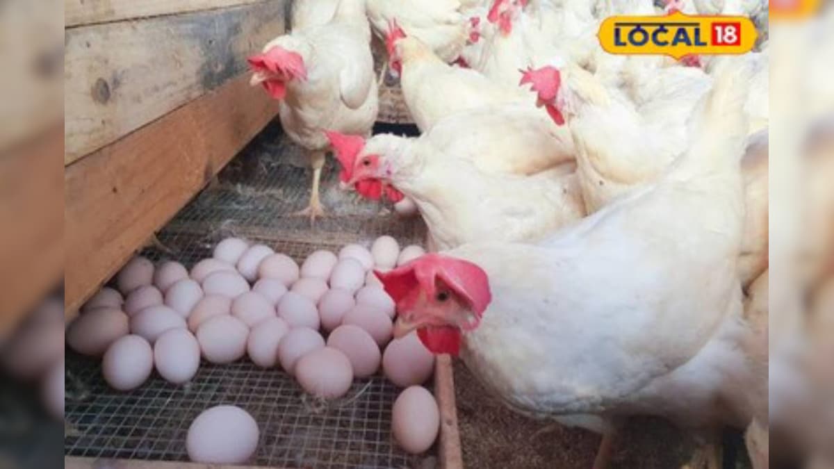 ‘एक पंथ दो काज’… खेती के साथ पोल्ट्री फार्मिंग, मात्र 40 दिन में कमाई शुरू; जानें पूरा गणित