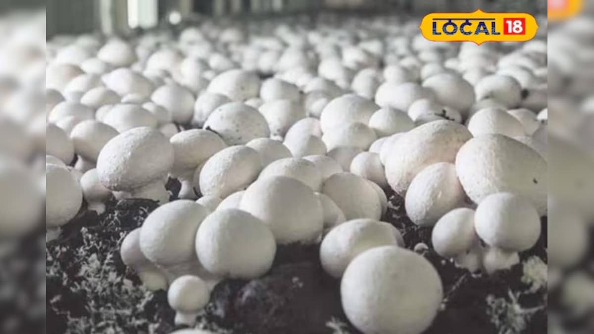 Business Idea: कम लागत में शुरू करें मशरूम उत्पादन, हर महीने होगी अच्छी कमाई; जानें तरीका