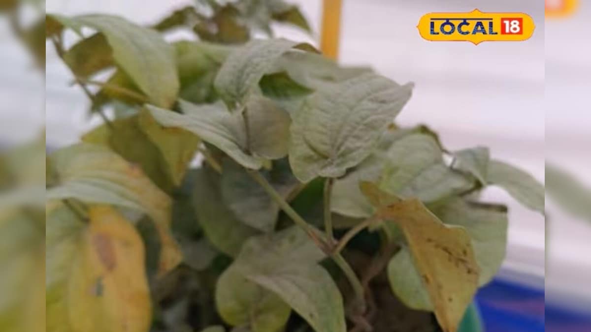 2 रुपये का खर्च और खांसी की छुट्टी! ये जादुई मेल जमा कफ निकालेगा बाहर, नोट कर लें तरीका – News18 हिंदी