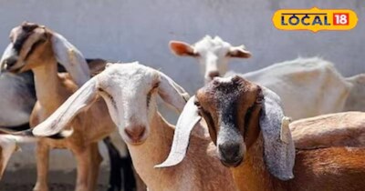 बकरी पालन योजना में 50 फीसदी की सब्सिडी दी जा रही है.