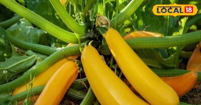 किसान ने उगाया विदेशी सब्जी जुकिनी