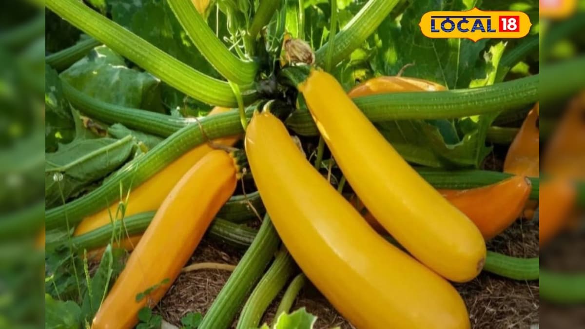 कम लागत, ज्यादा लाभ! किसान ने उगाया विदेशी सब्जी जुकिनी, 40 दिन में कमाई शुरू