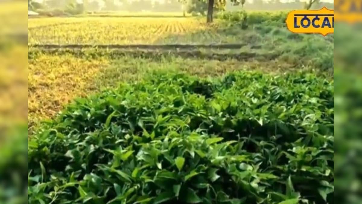 Video: डेयरी किसानों के लिए वरदान है बरसीम! दूध बढ़ाने के लिए अपनाएं रूपेश कुमार के ये खास टिप्स