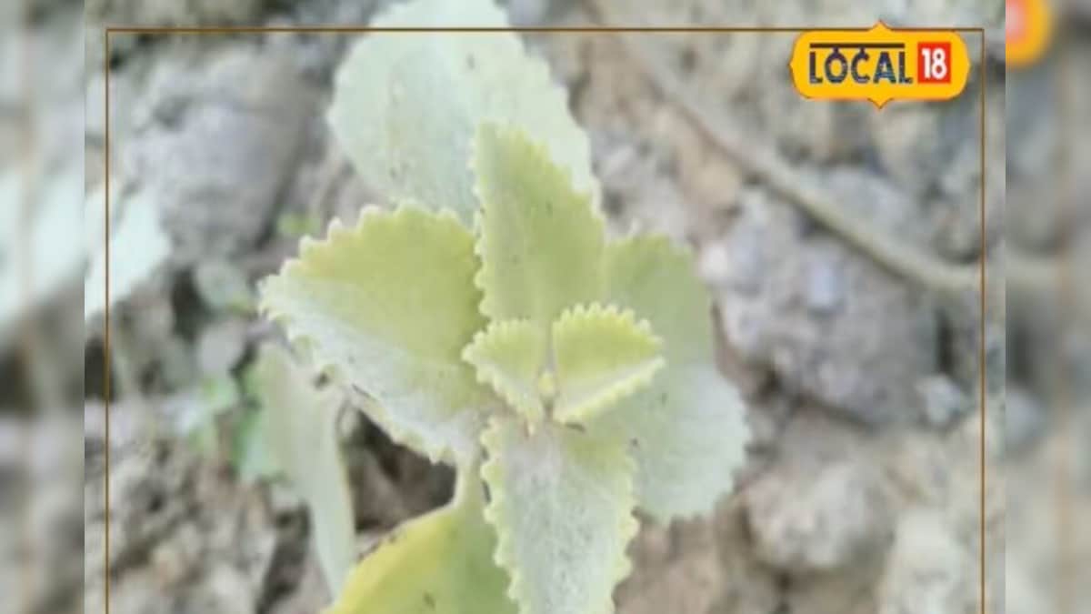 तरुआ से ग्लोबल फास्ट फूड तक! गमले से निकलकर खेतों तक पहुंचा ये औषधीय पौधा, जानें कैसे करें इसकी खेती – News18 हिंदी