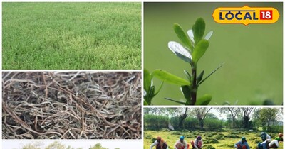 ब्राम्ही की खेती