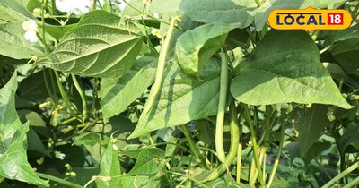 बींस की बाजार में रहती है काफी डिमांड