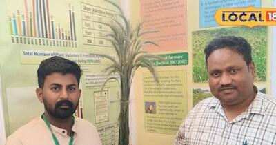 6.5 फीट का गेहूं, 3 गुना मुनाफा! आंधी-बारिश भी नहीं पहुंचा पाएगा नुकसान, खेती में 'सुपरफूड' की एंट्री.