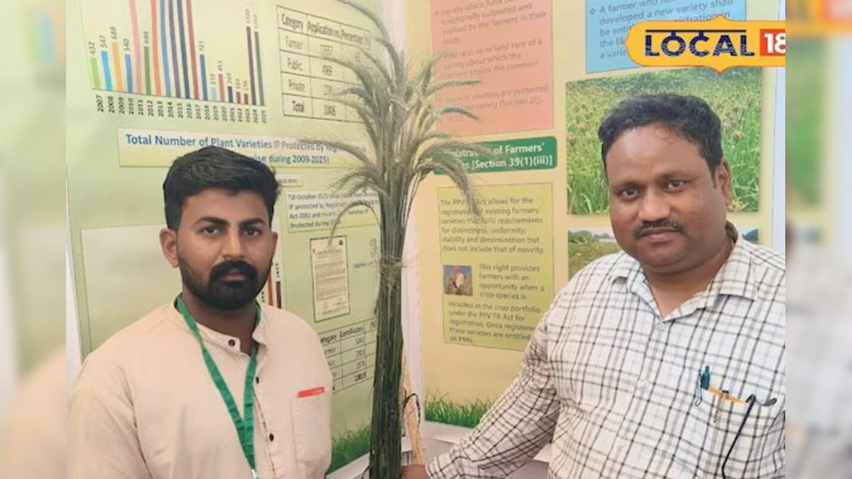 6.5 फीट का गेहूं, 3 गुना मुनाफा! आंधी-बारिश भी नहीं पहुंचा पाएगा नुकसान, खेती में ‘सुपरफूड’ की एंट्री – News18 हिंदी