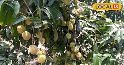 लीची की फसल में लगने वाले रोगों से होगा बचाओ