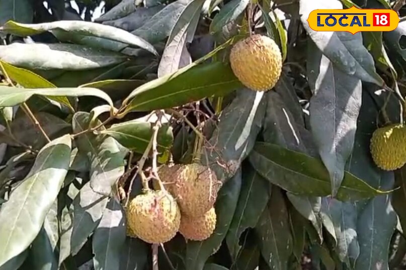 लीची