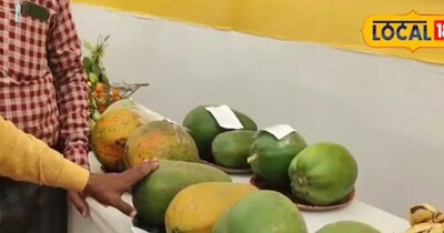Bihar Farmer Strikes Gold with 'Talibani' Papaya: ₹40 Cost, ₹8000 Return!