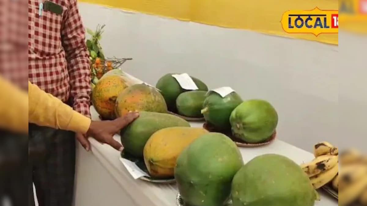 बिहारी धरती पर ‘तालिबानी’ पपीते का कमाल! ₹40 की लागत, ₹8000 तक रिटर्न, किसान हुए मालामाल – News18 हिंदी