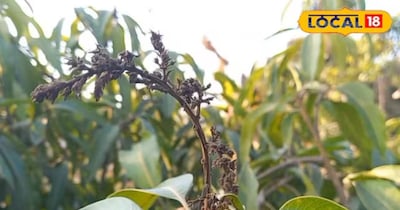 आम के बौर की देखभाल