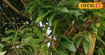 आम का ये पेड़ फल के साथ साथ देगा सुख शांति और समृद्धि 